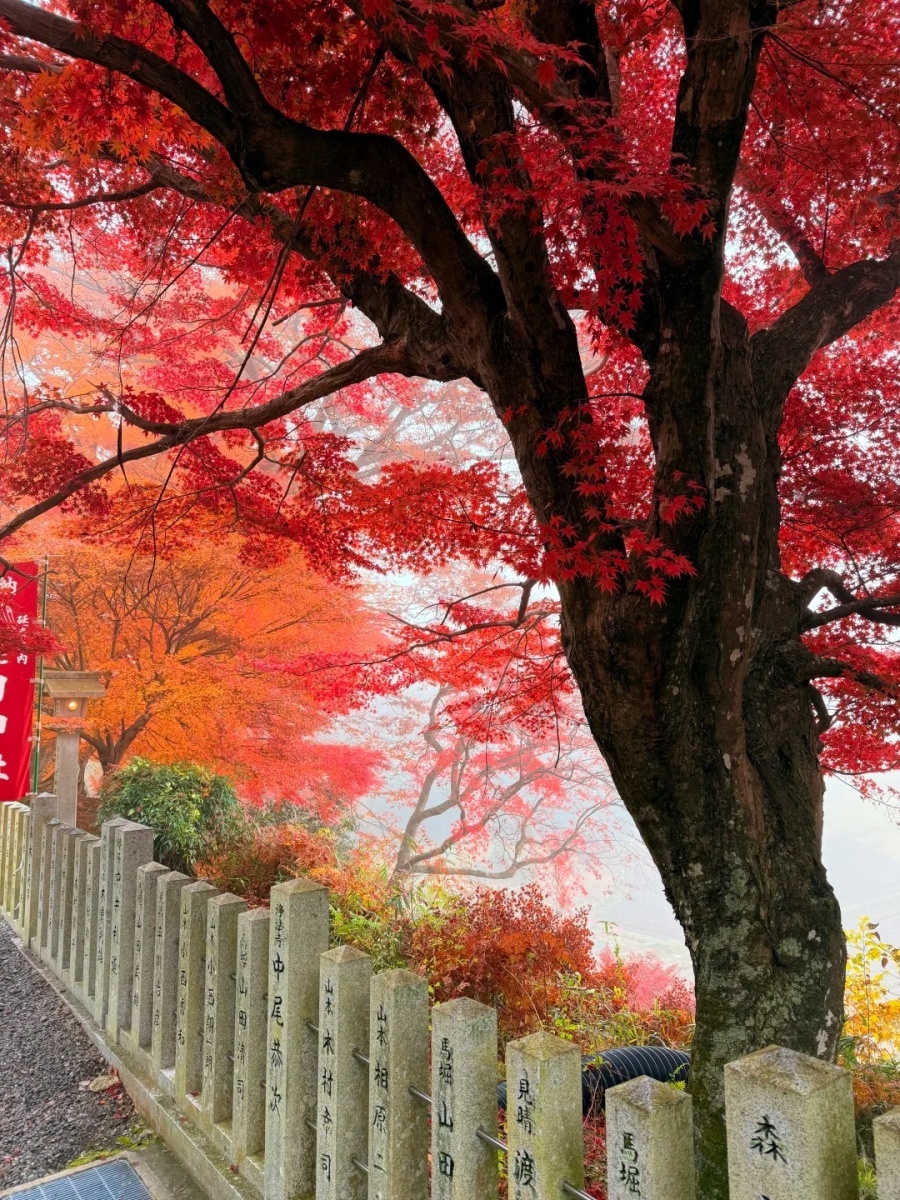 202512031001-9860883933.jpg 🍁京都🚞我的岚山小火车「逆向赏枫」路线_9_JJ靖_来自小红书网页版.jpg