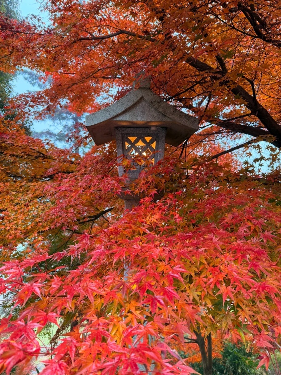 202512031002-4705886665.jpg 🍁京都🚞我的岚山小火车「逆向赏枫」路线_5_JJ靖_来自小红书网页版.jpg