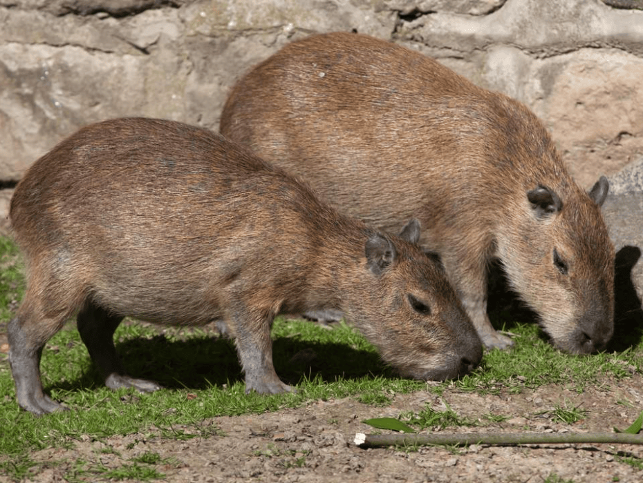 202512091026-2066412382.png 企业微信截图_17652468388335.png