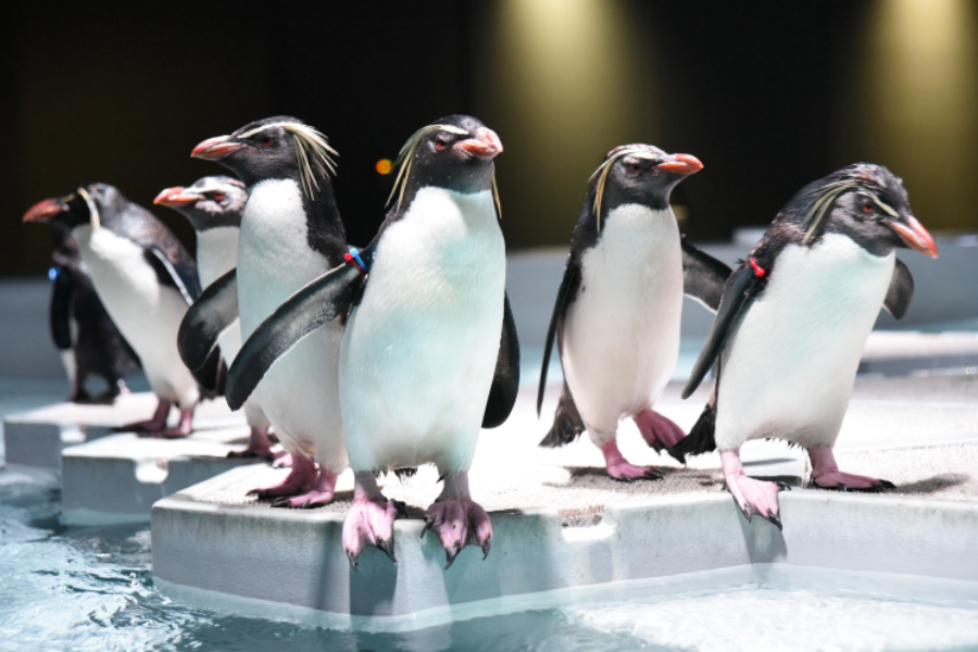 202512091328-7741964818.png Snipaste_2025-12-09_13-27-13.png