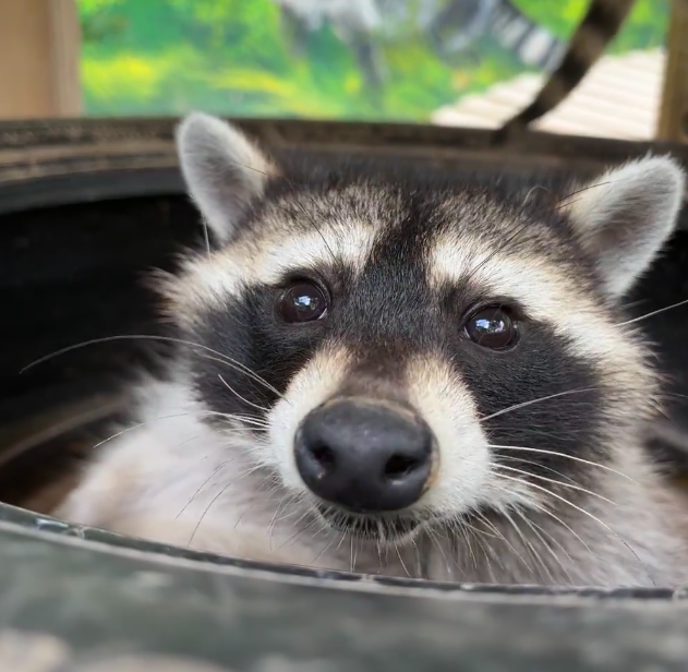 202512101522-5258376836.png image.png