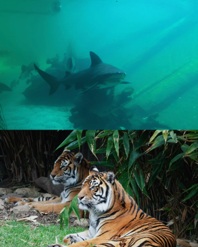 202512101526-2300195559.png image.png