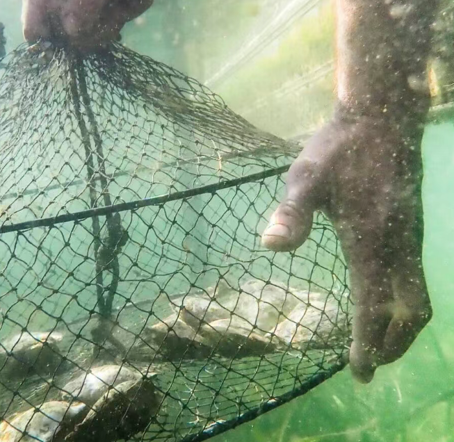 202512101558-7942532194.png image.png