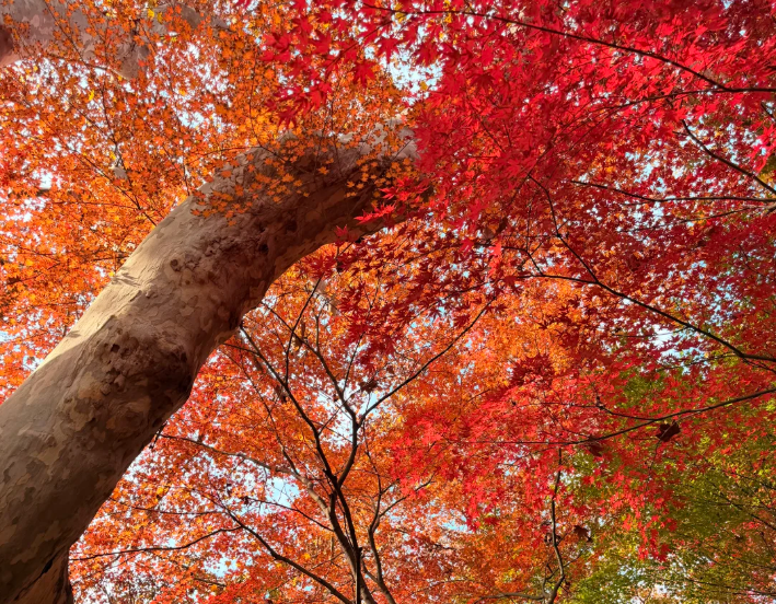 202512101640-1885990391.png image.png