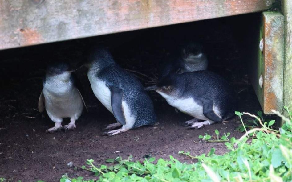 202512111011-6435992843.png image.png