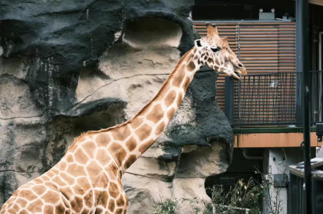 202512111531-3702769815.png image.png