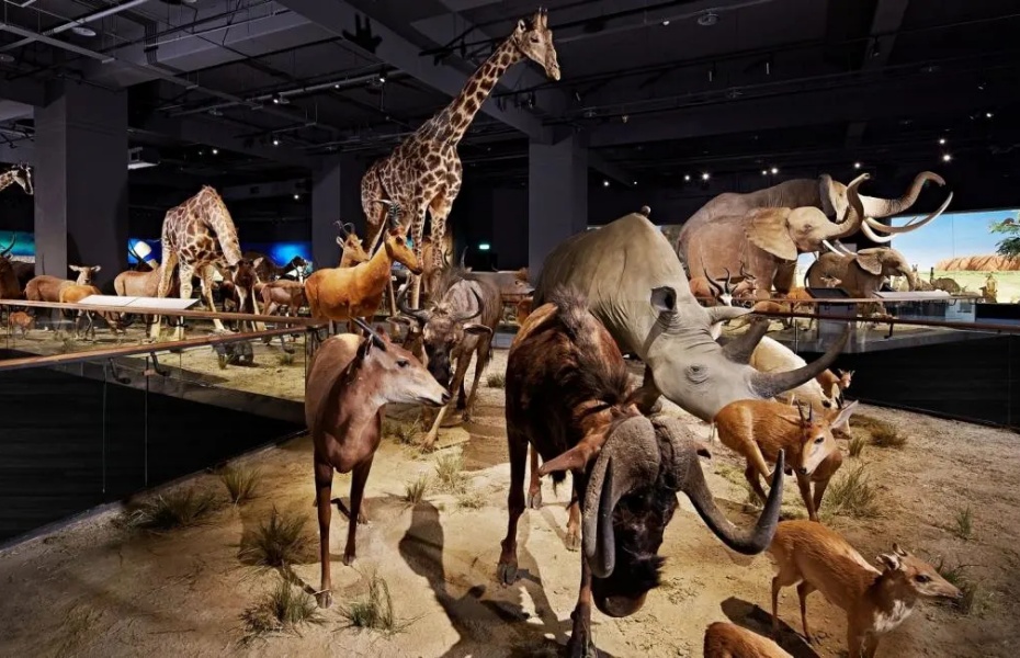 202512121429-1789138193.jpg 台南奇美博物馆门票 (11).jpg