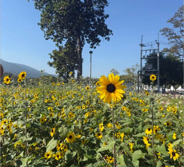 202512151650-7944267971.png image.png