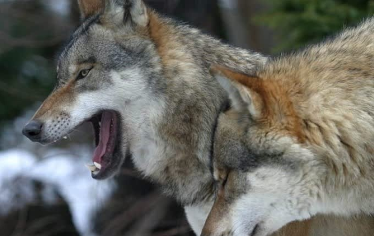 202512161316-3938865670.png 屏幕截图 2025-12-16 131525.png