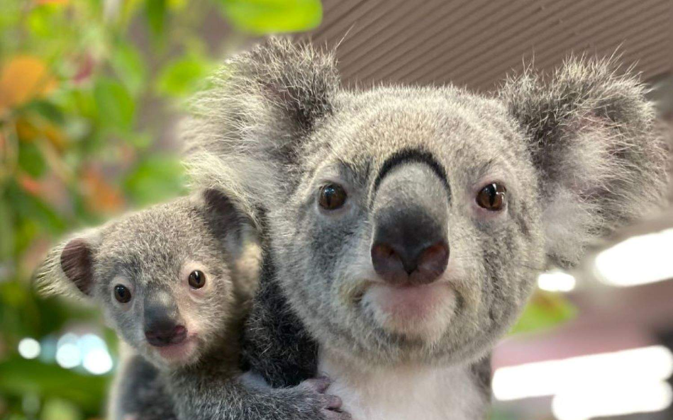 202512171153-8936841883.png image.png