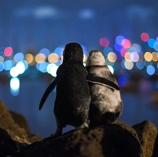 202512171338-6091715789.png image.png