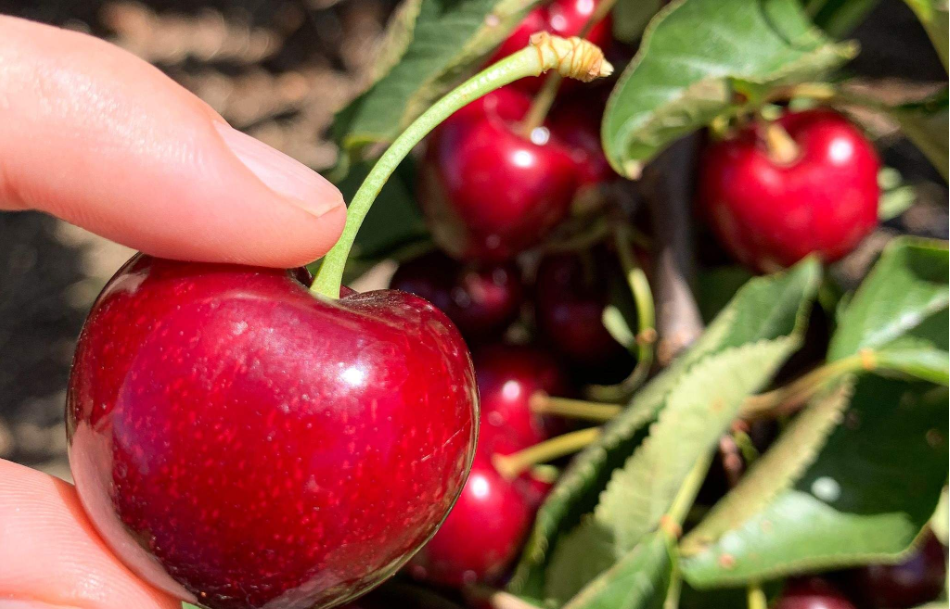 202512181017-7326088022.png image.png