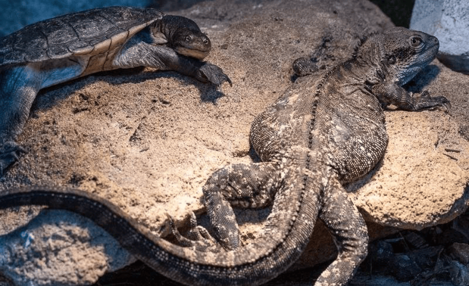 202512181152-8512907298.png image.png