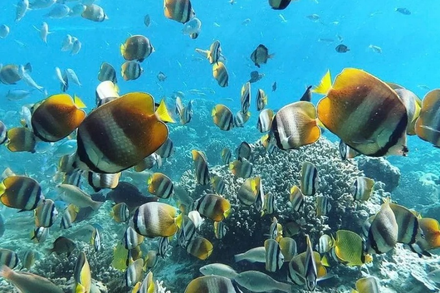 202512291358-9988642409.jpg 长滩岛深潜🤿那些事~谁懂啊_好多小鱼儿_1_浙江同禧旅行_Jennifer_来自小红书网页版.jpg