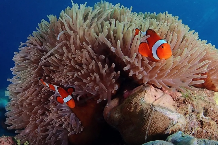 202512291359-4400093471.jpg 没错!旱鸭子也勇敢拥抱大海🌊啦!_12_舒岛-_来自小红书网页版.jpg