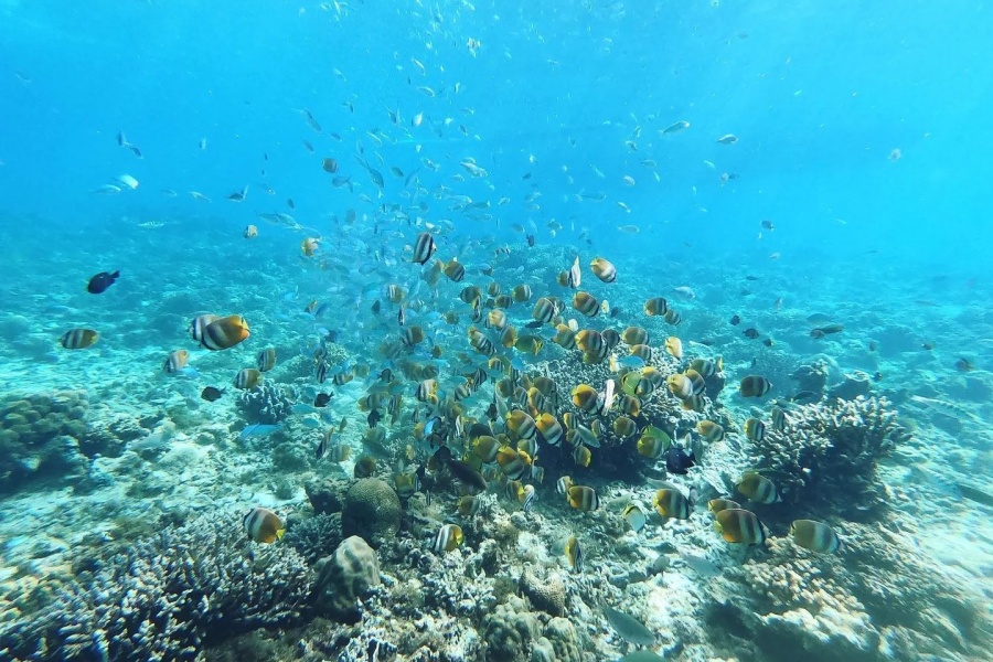 202512291359-5586296708.jpg 长滩岛深潜🤿那些事~谁懂啊_好多小鱼儿_4_浙江同禧旅行_Jennifer_来自小红书网页版.jpg