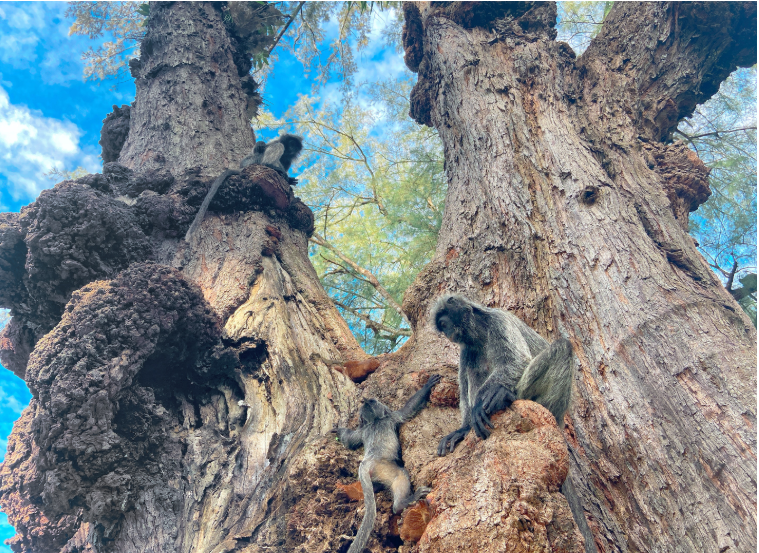 202601061406-1504150865.png image.png