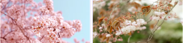 202601061427-8804924506.png image.png