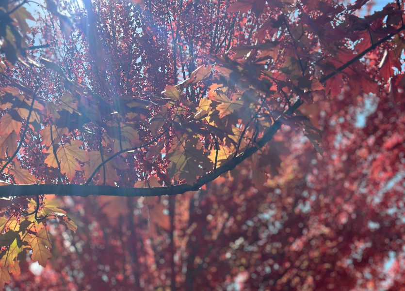 202601070927-3703446357.png image.png