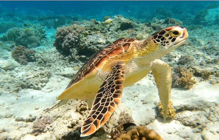 202601071431-6930432832.png image.png