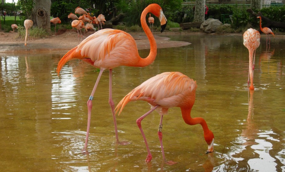 Phoenicopterus_ruber2.jpg