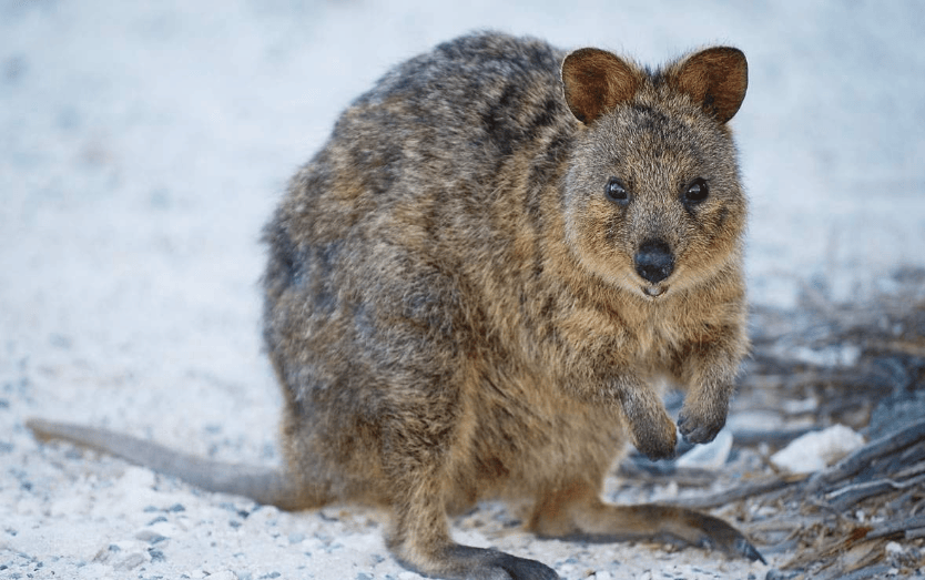 202601261151-4483159098.png image.png