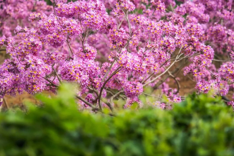 202601281820-4153196140.jpg 01 (1).jpg