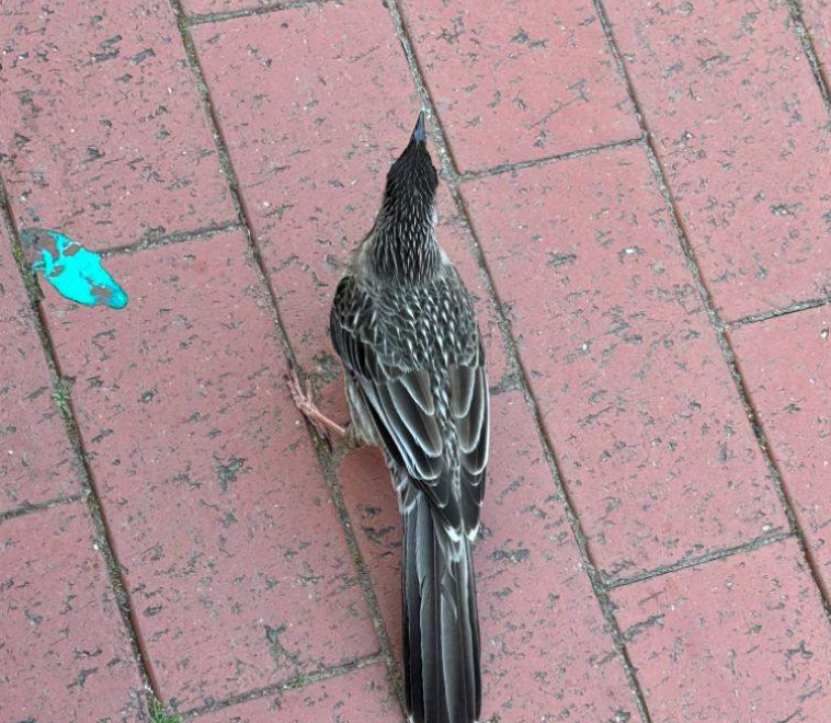 202601301513-4023862577.png image.png