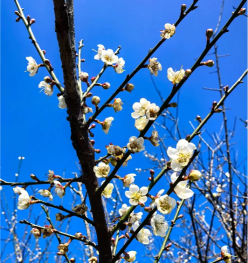 202602021623-1882211064.png image.png