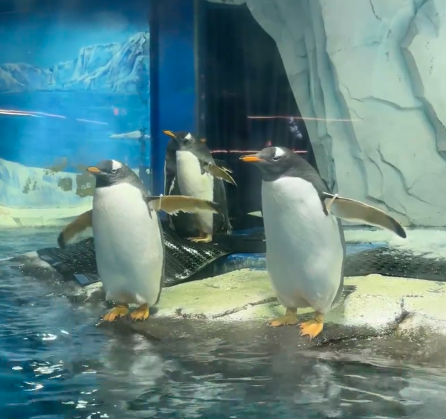 202603161010-1359043347.png image.png