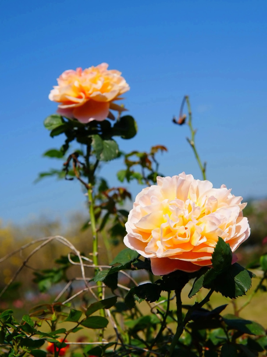 微信图片_2026-03-19_170421_454 (1).jpg