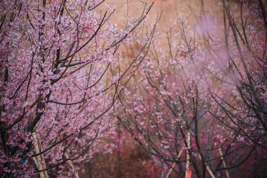 202604061350-9422307043.jpg 微信图片_2026-04-06_134704_111.jpg