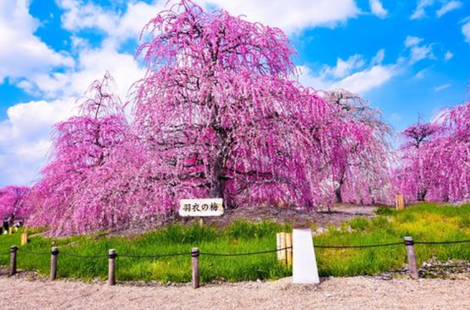 202604091712-8238769359.png image.png