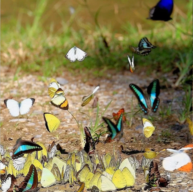 202604151450-1539042861.png image.png