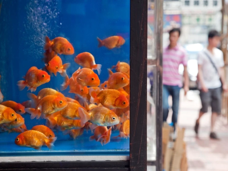 goldfish-market-960x720.webp