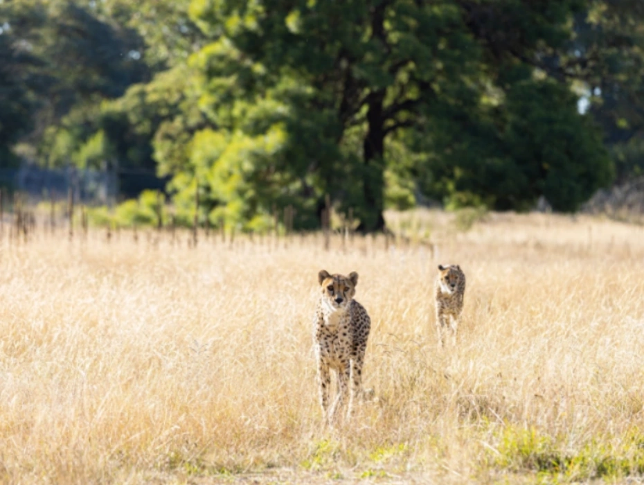 202605121511-2397335676.webp 企业微信截图_17785696189294.webp