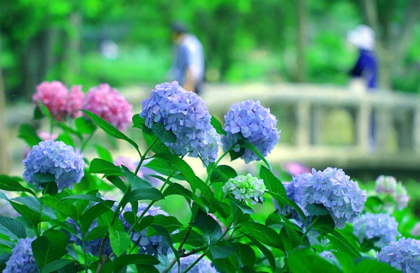 202605201331-6713846174.png image.png