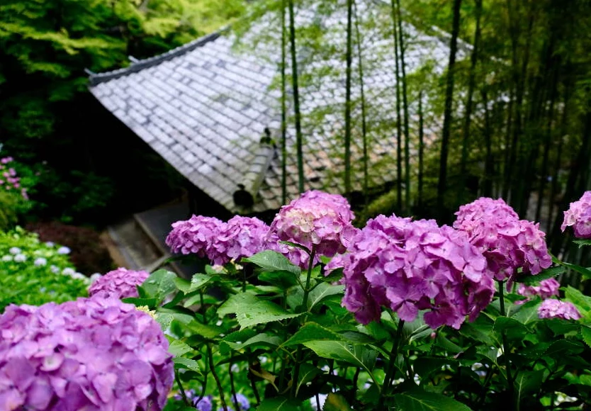 202605260957-3920300844.png image.png