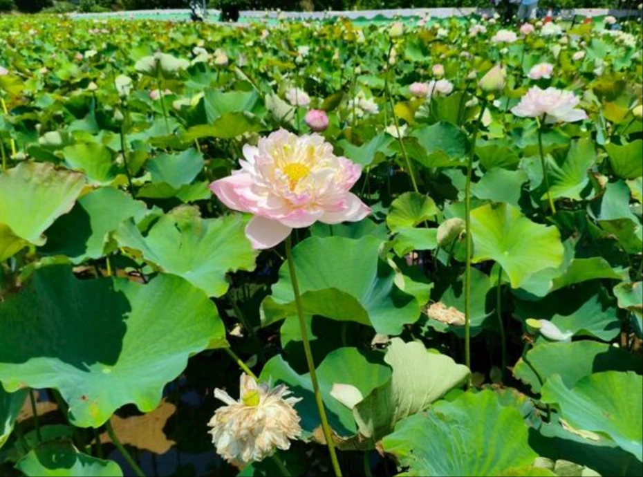 wechat_2026-06-04_104327_612_webp.webp