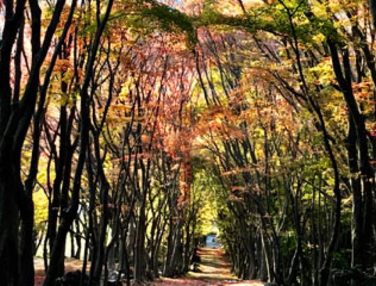大圖