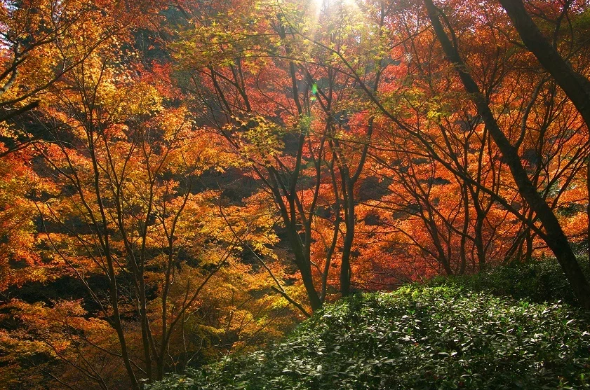 202610221556-8248947048.png image.png