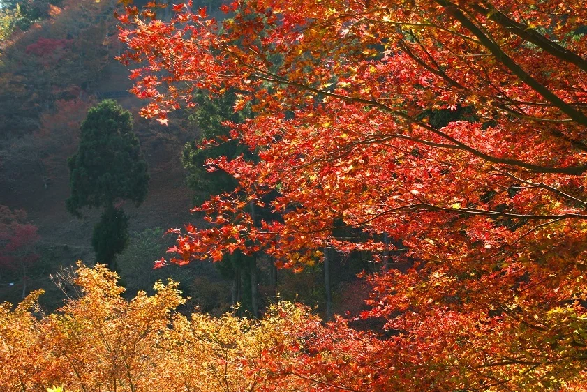 202610221557-3527826707.png image.png