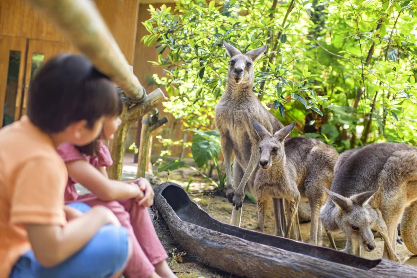 萬態野生動物世界 圖片 1