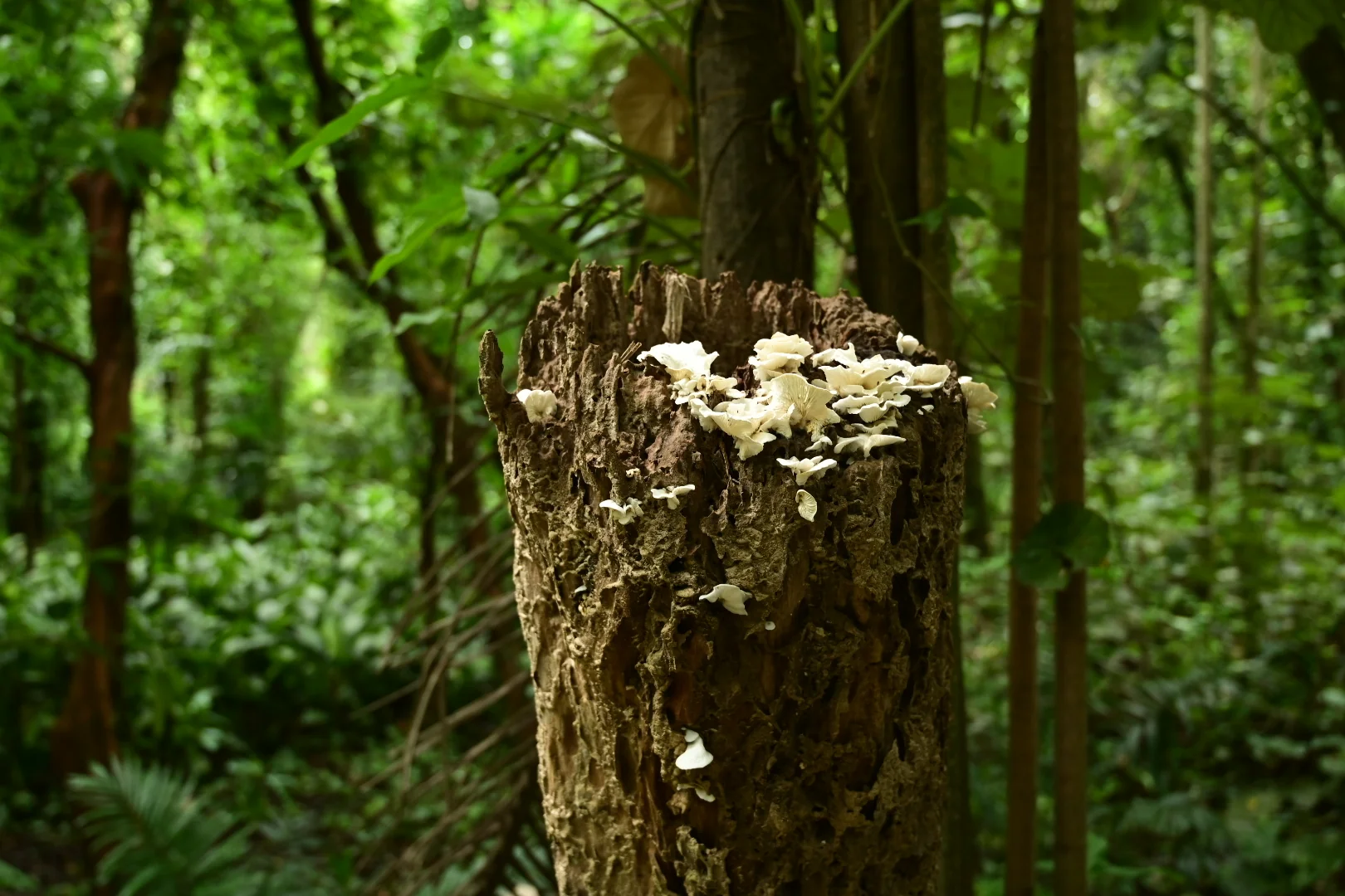 嘉義公園 圖片 1