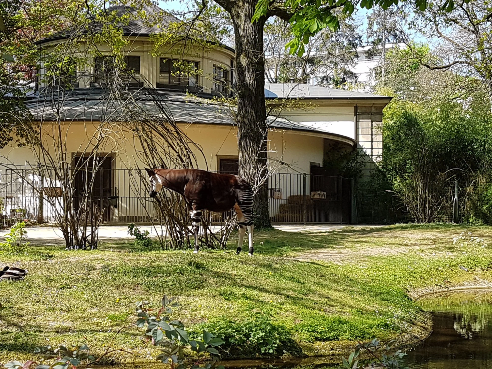Zoo Basel 圖片 1