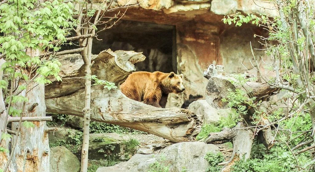 因斯布魯克高山動物園 圖片 1