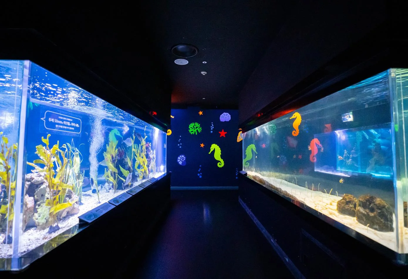 愛來水族館 大邱 圖片 1